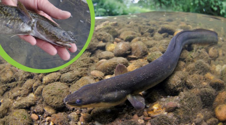 Unusual catches – SloveniaFishing.info
